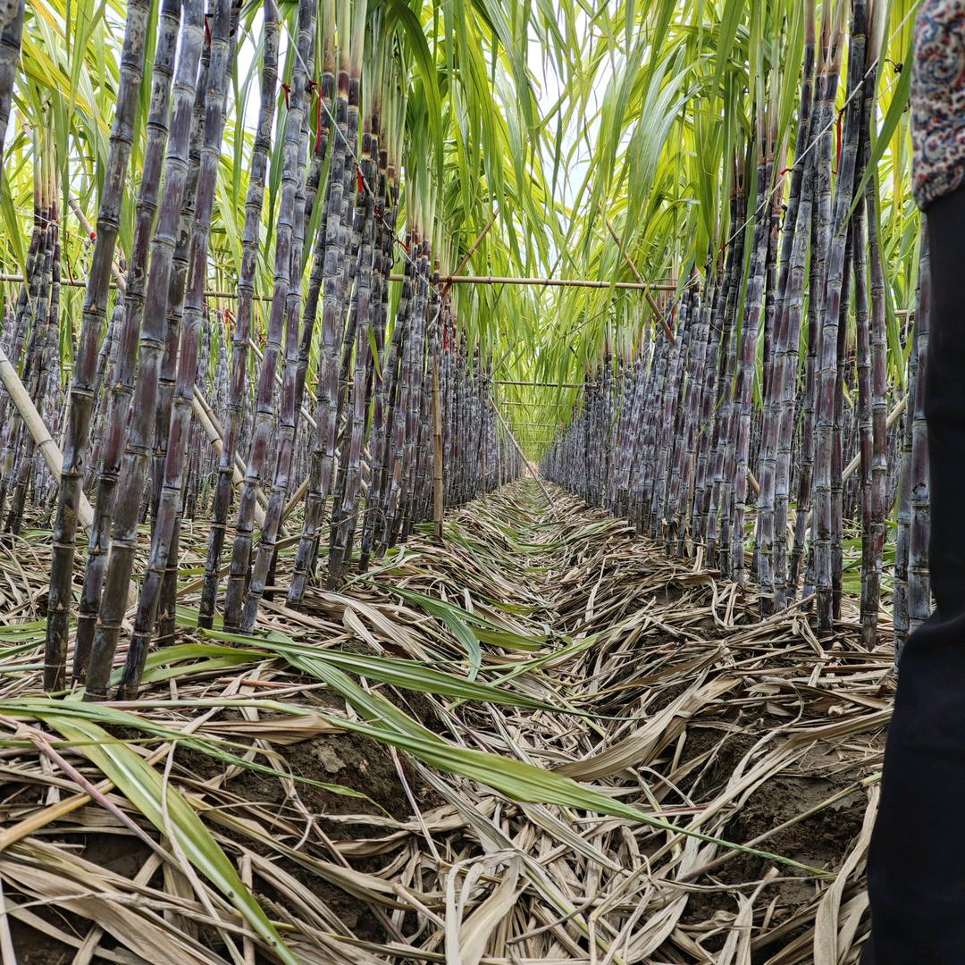高密甘蔗种植一姐