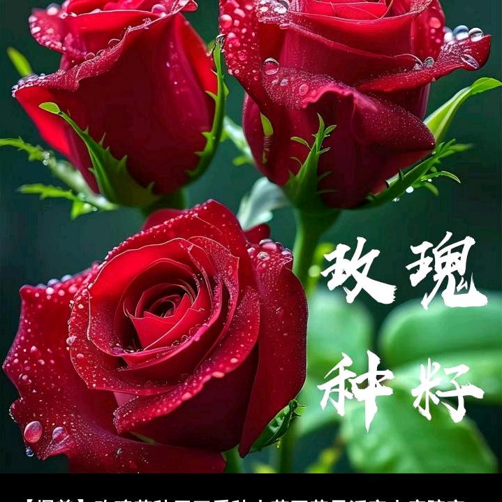 小飞雨