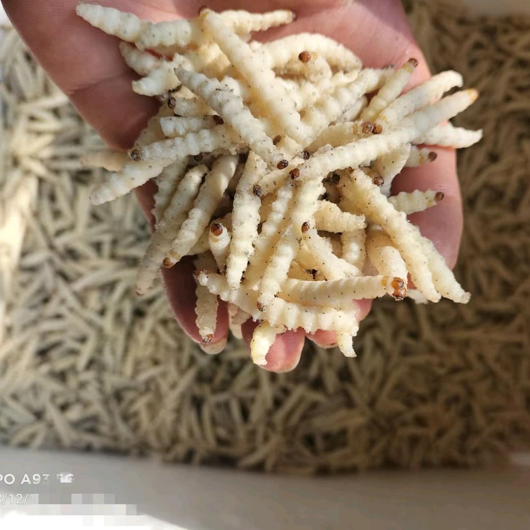 云南蒙自（山货）