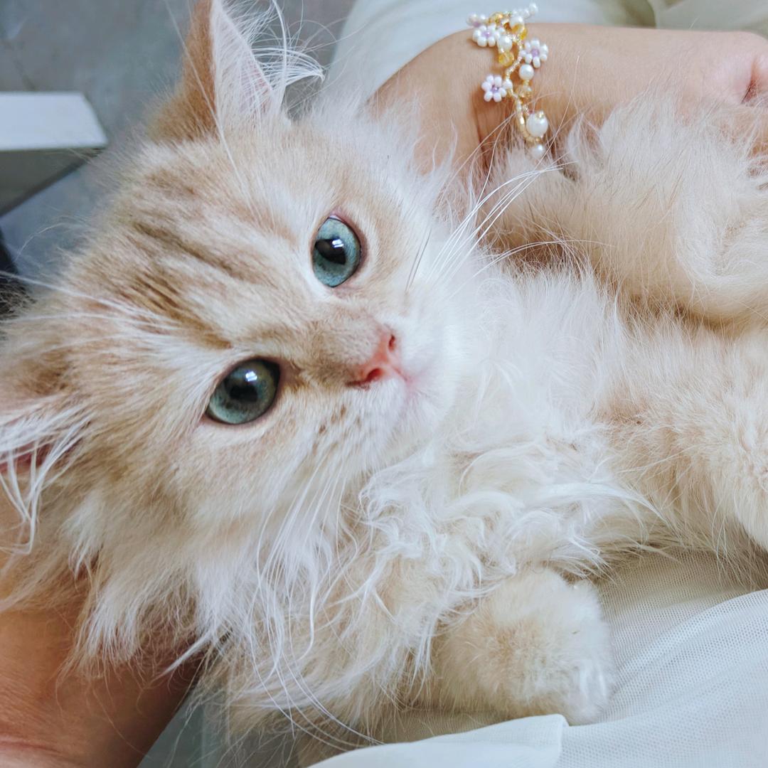 奶油猫猫