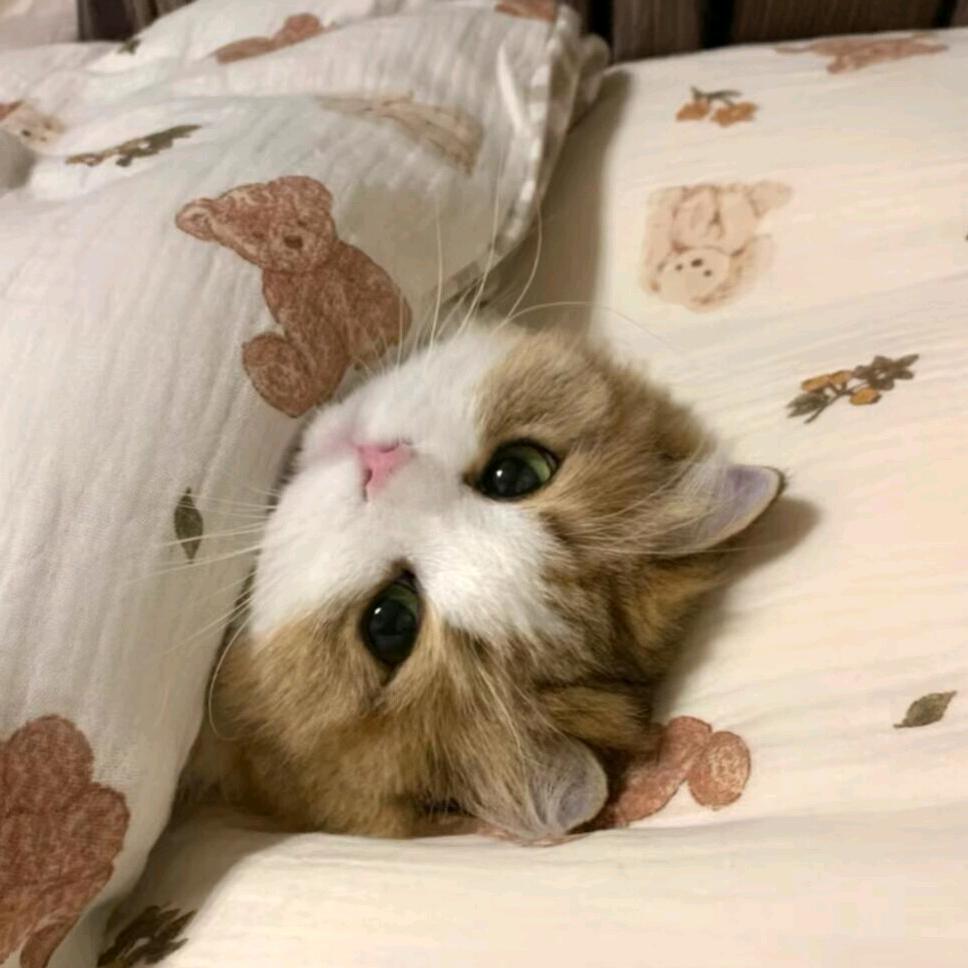 芝士小猫 ˵^•𖥦•^˵🐾