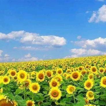 心想事成★