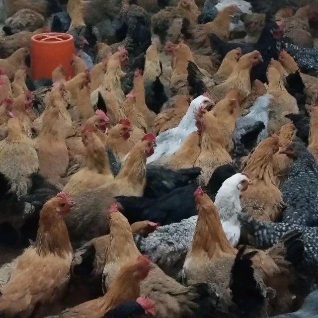 枝江董市小许卖鸡