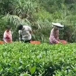 上义特产吉洞蜜兰花香高山绿茶沙包