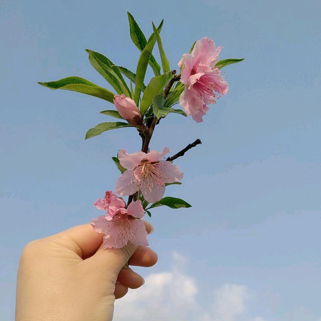 琳琳