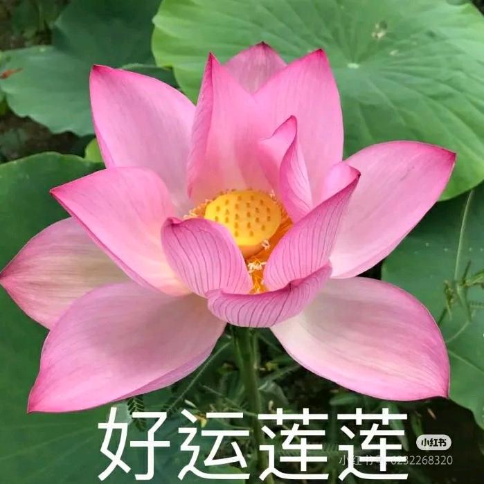 小甜