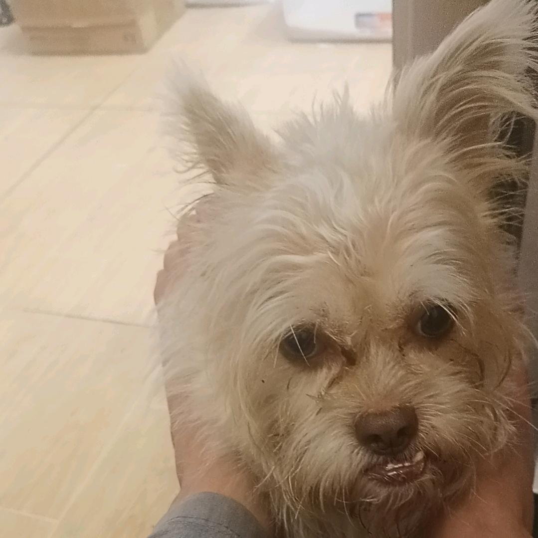狼🐺大叔（与爱🐶犬嘟嘟）