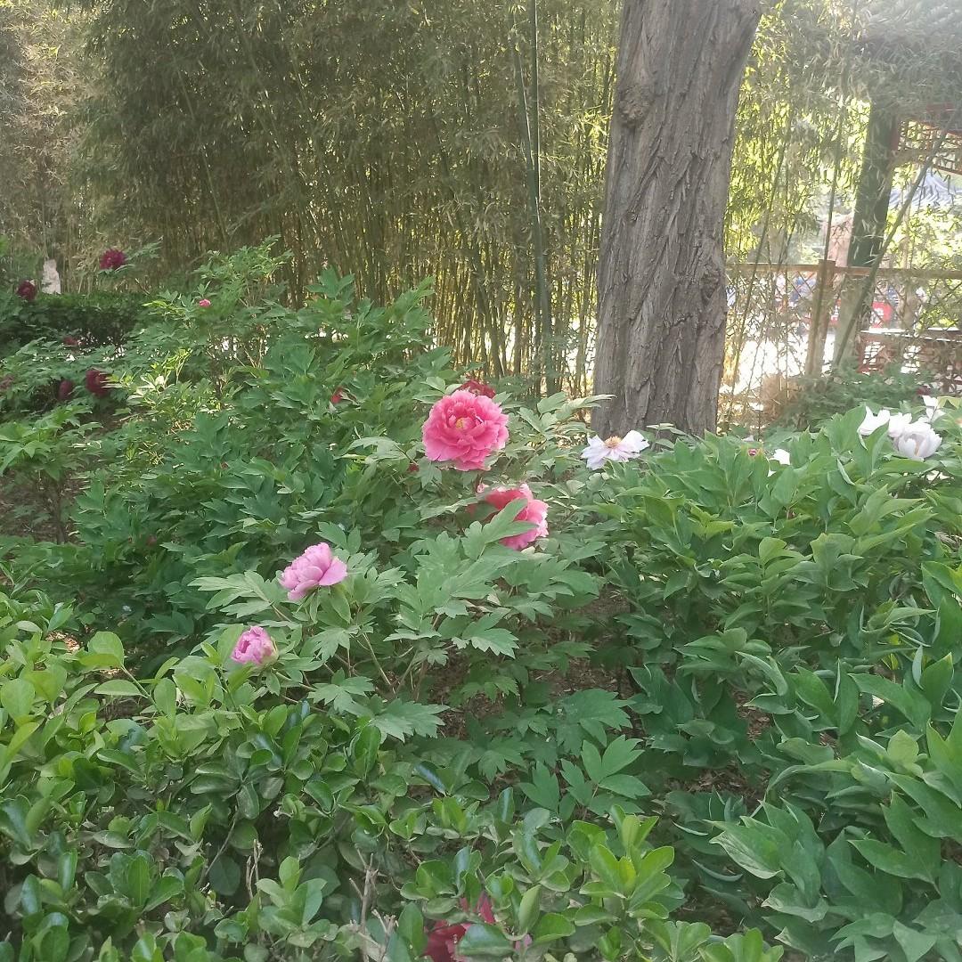A一帆风顺