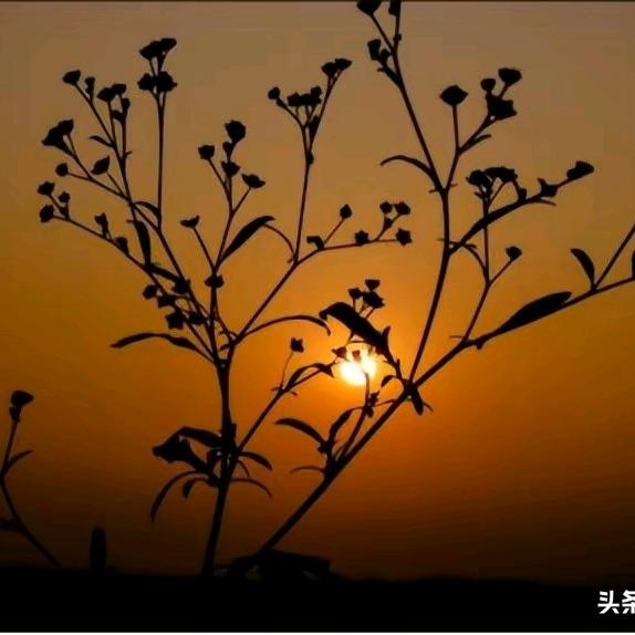 林里听枫落