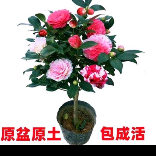 上不爱天