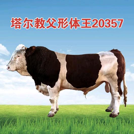 王成    安徽种公牛站