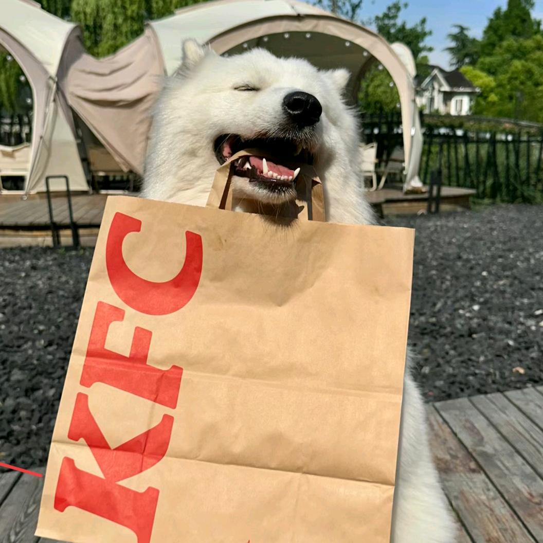 Dog宅急送