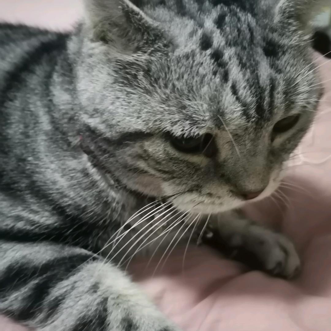 风中的玫瑰