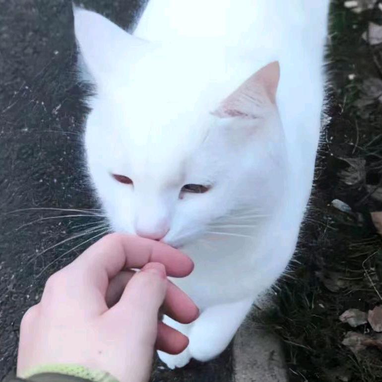 老公爱上我男朋友后去模子店找替身