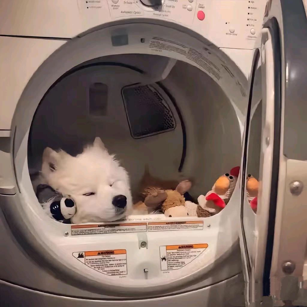 麻瓜.