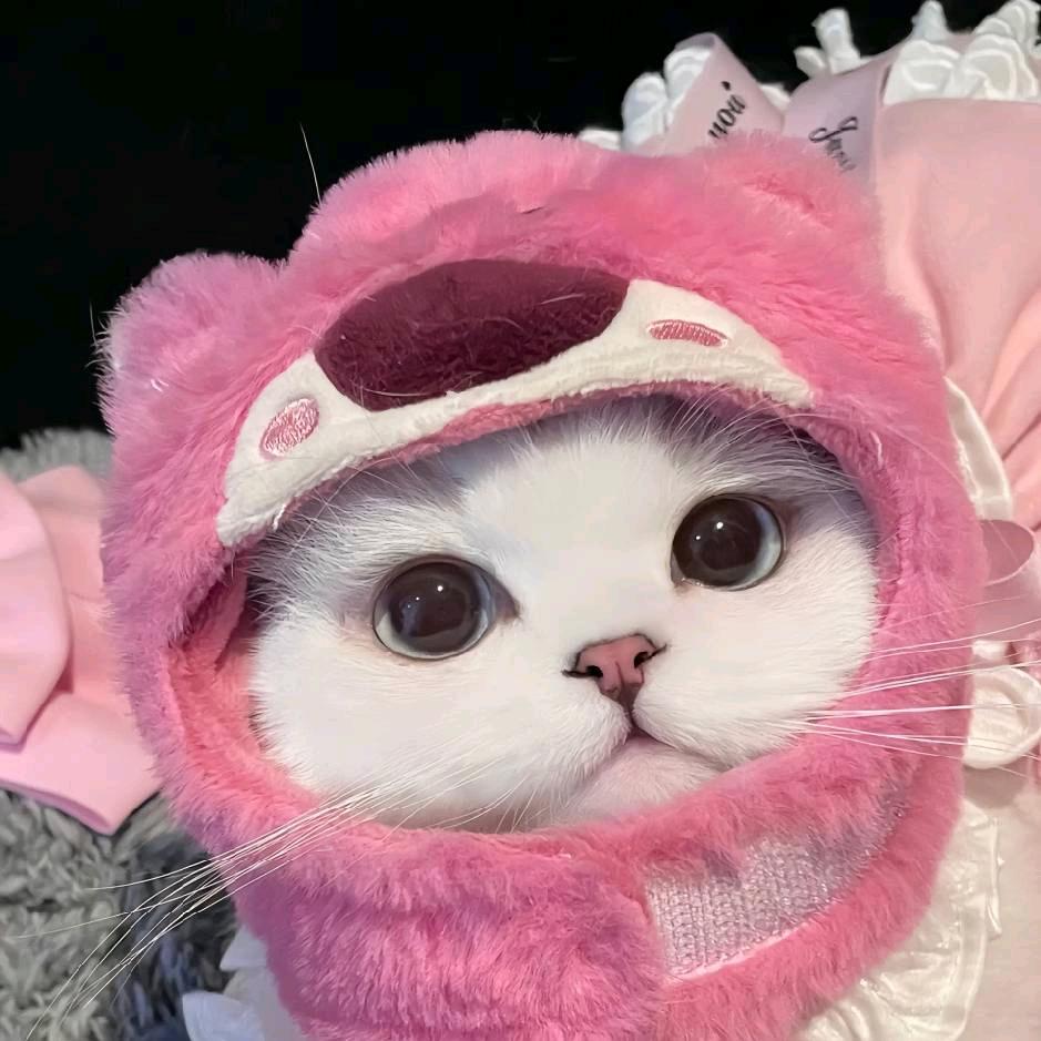 喜欢跑步的小花猫（冬训中）