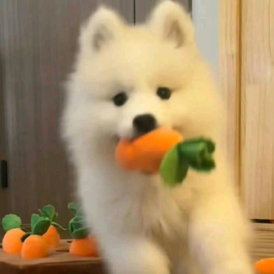 _苏宝_
