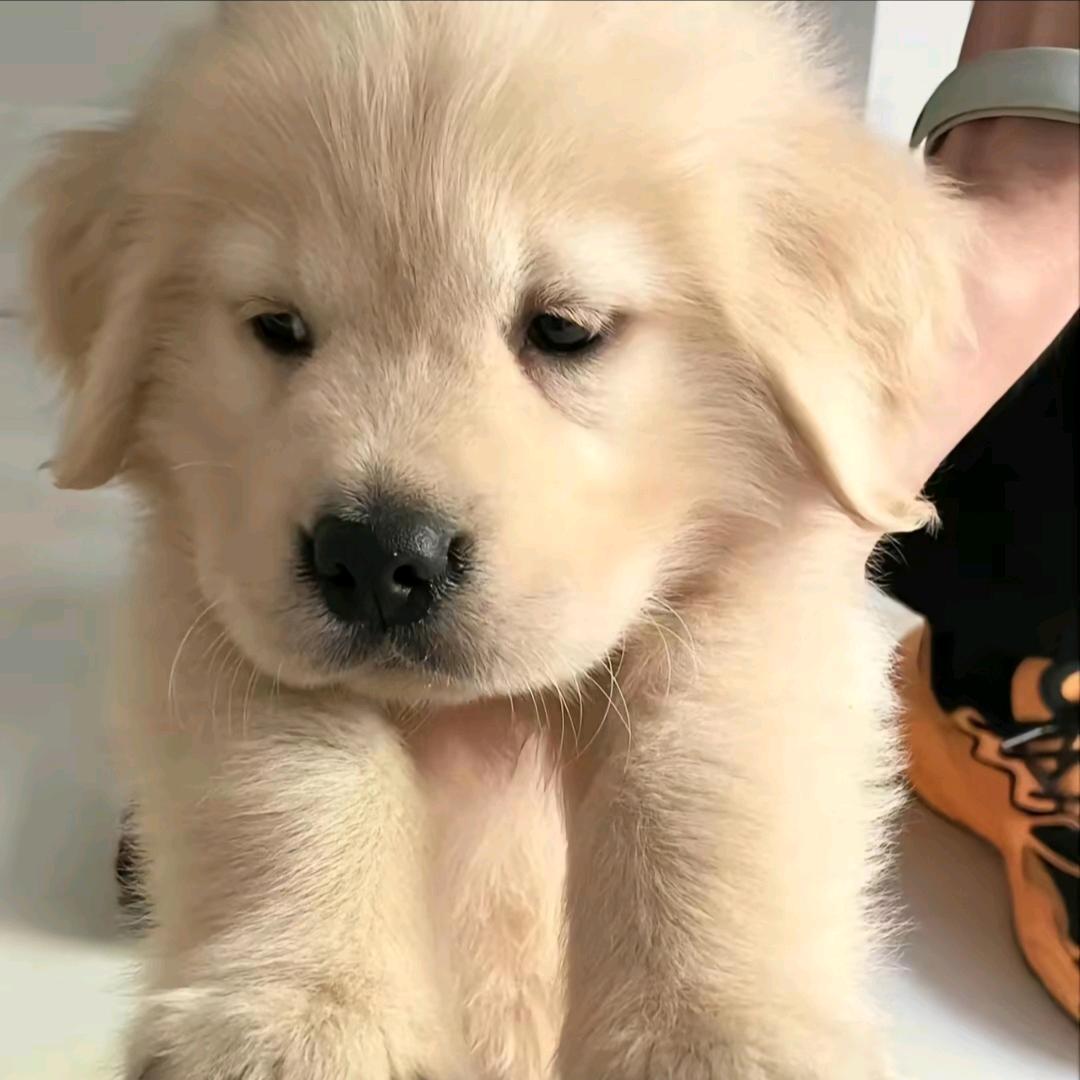 在逃金毛
