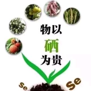 硒肽片源头工厂店