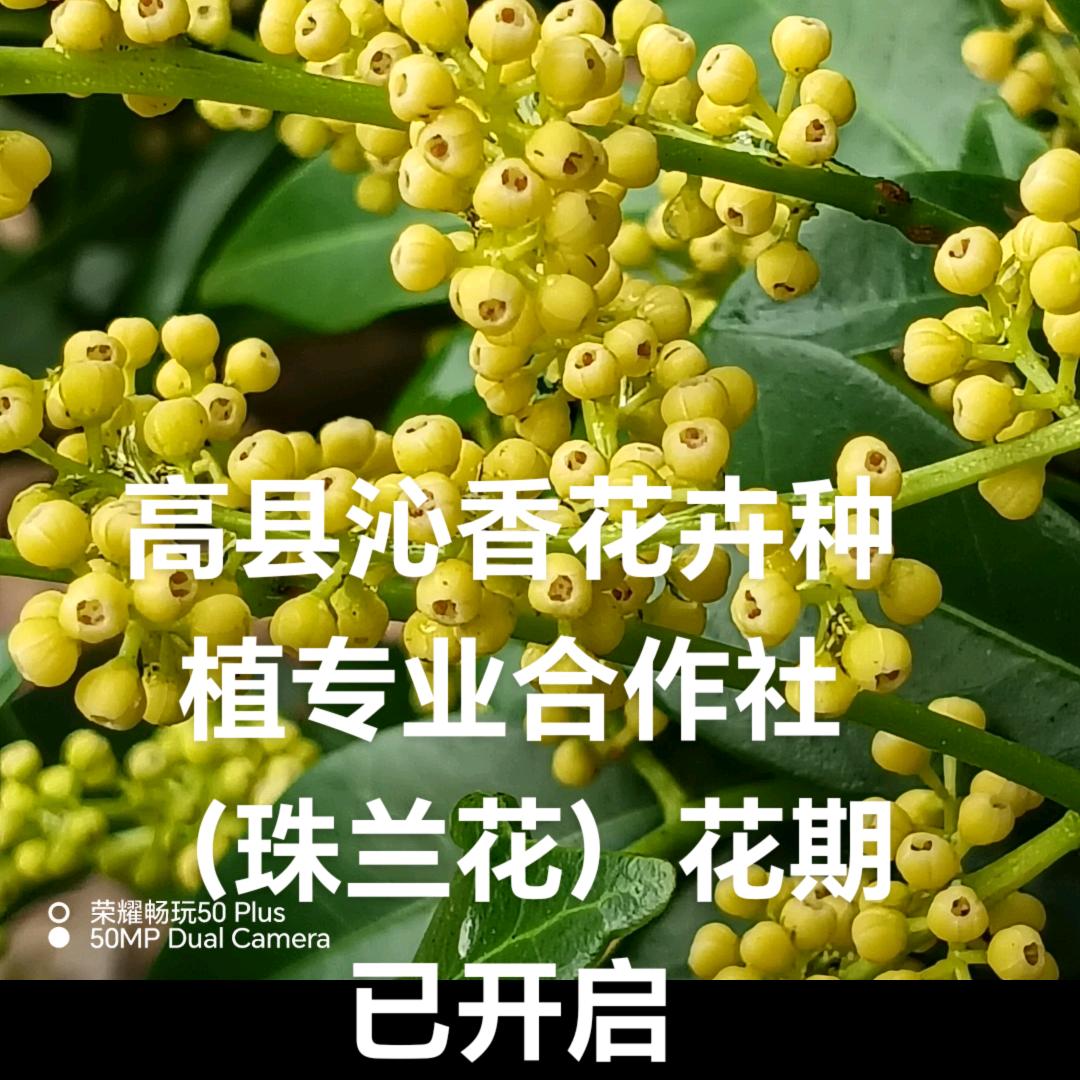 沁香花卉种植专业合作社（珠兰花）