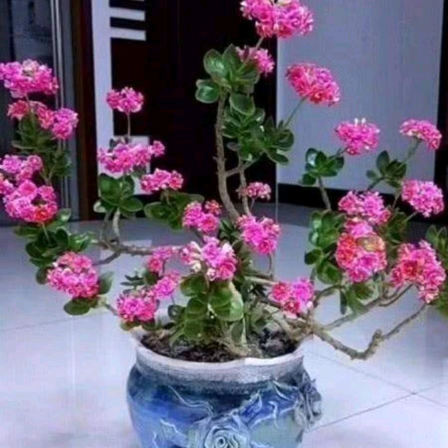 👉知足就好👈