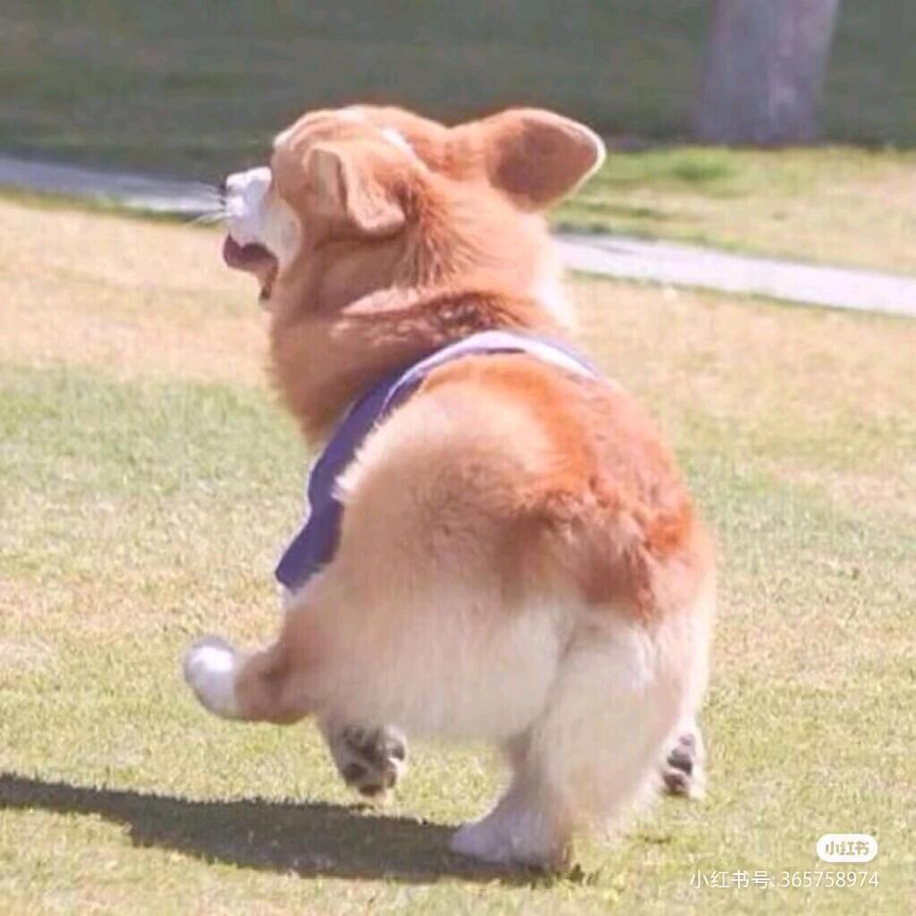 脑袋困炸了😵