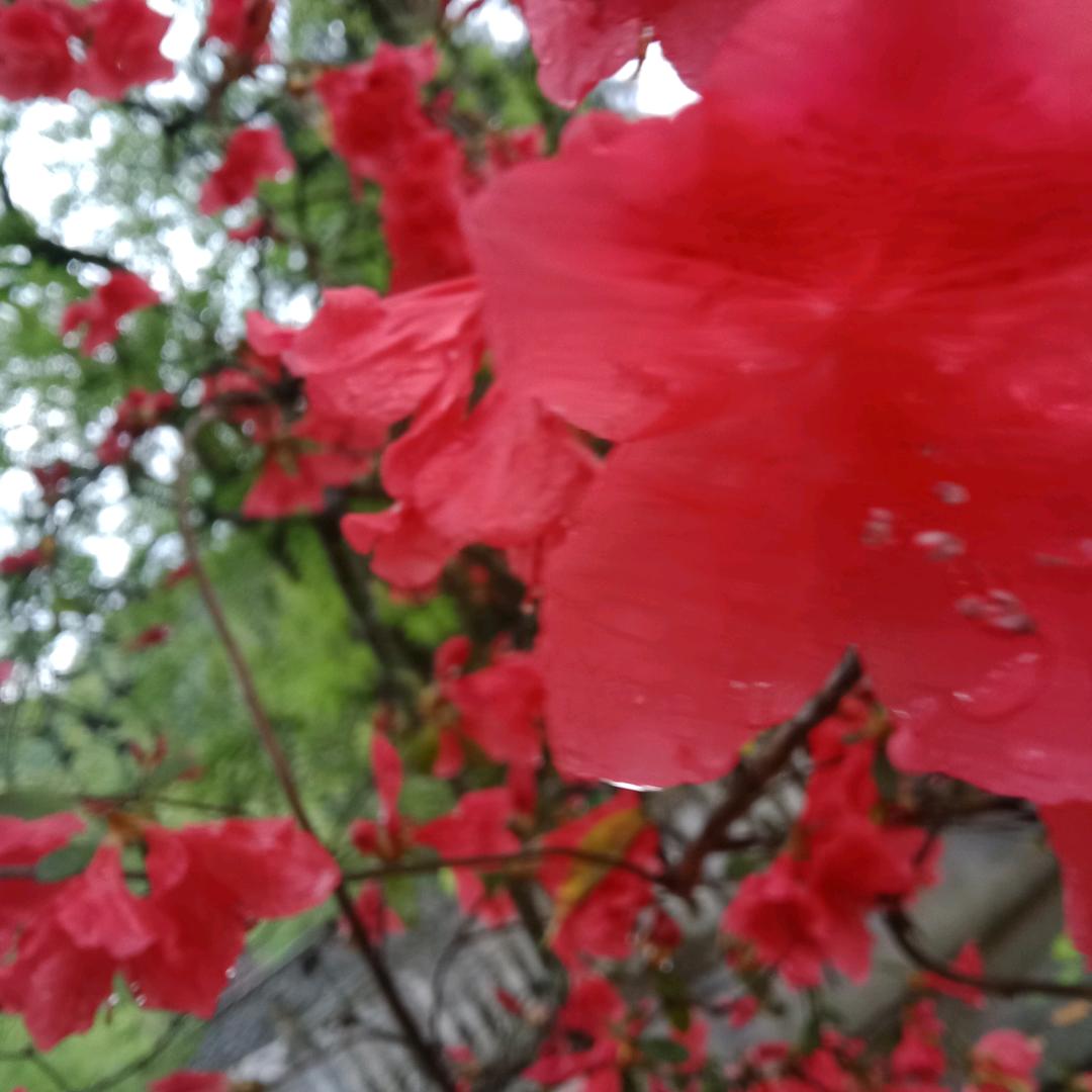 香妹
