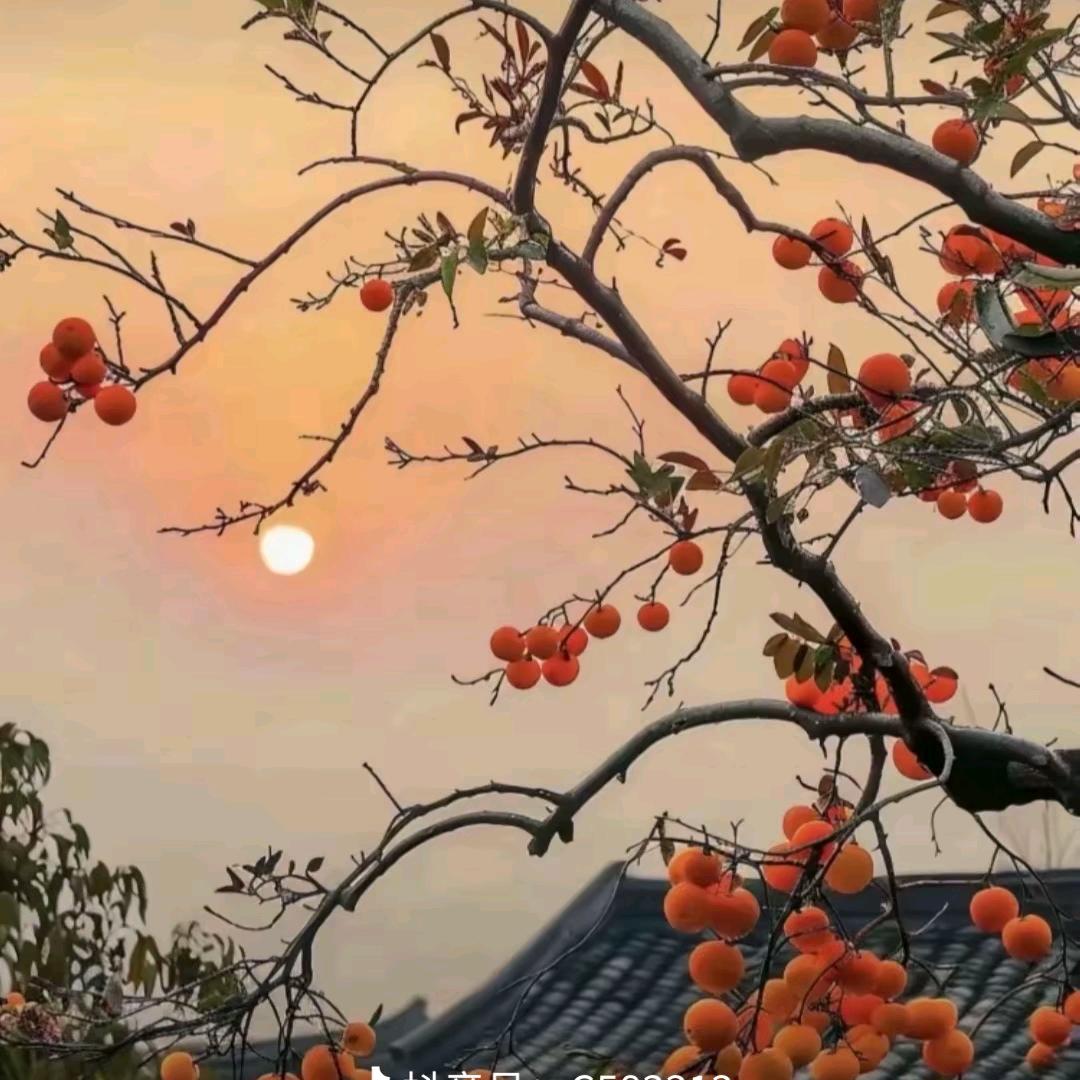 柿柿如意