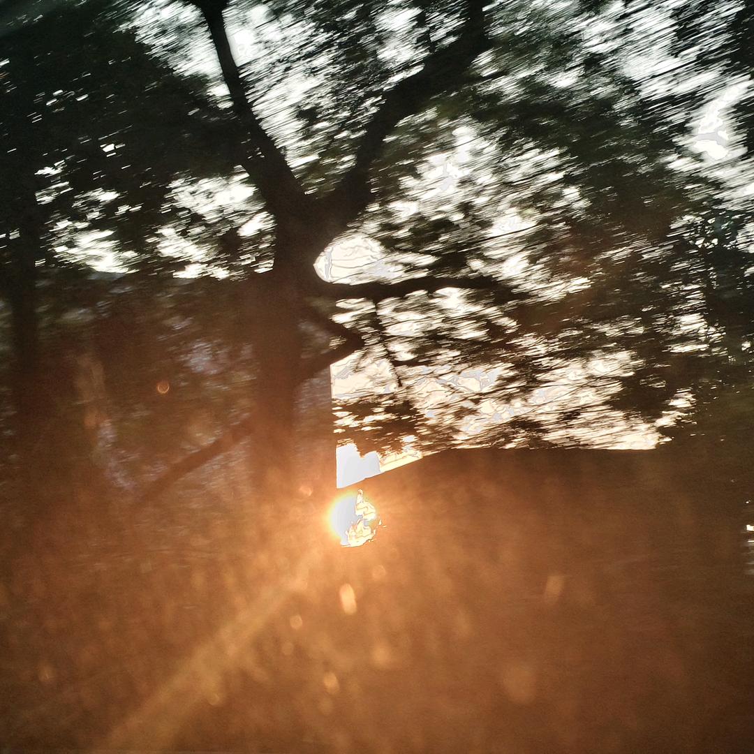 薄荷