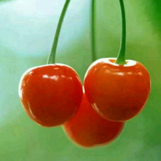 @安然温润🍎🍎