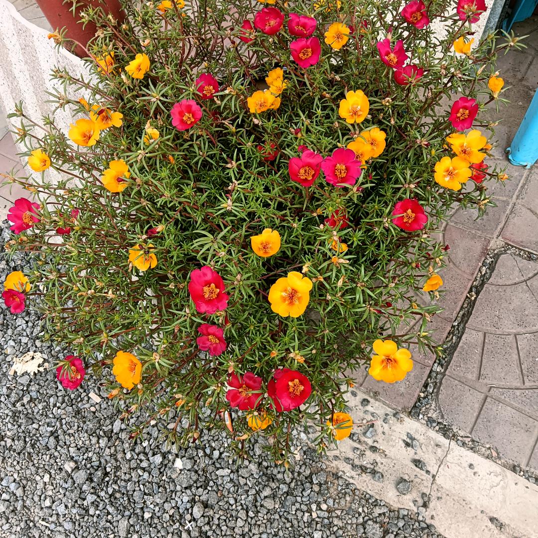 我的一生很幸福