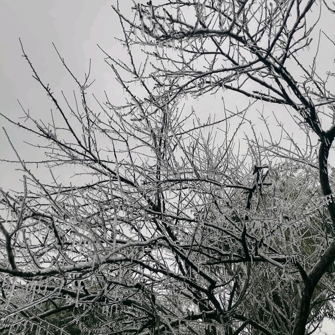 鈊溽肂咴