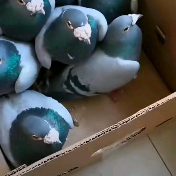 蜻蜓点水一点红