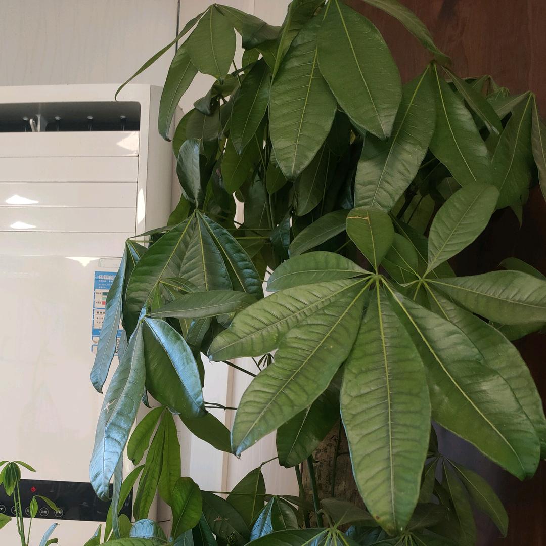 鱼洋鱼场批发基地