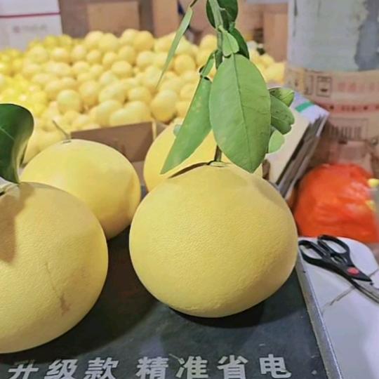 携石：无悔