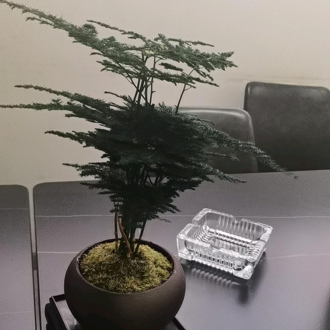 榕
