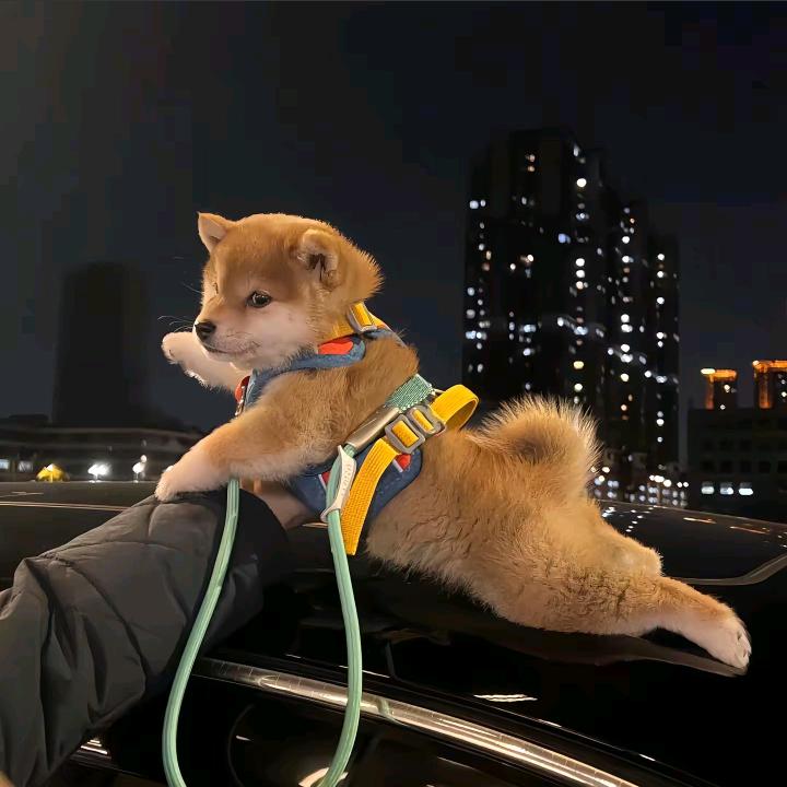 炖猪蹄子