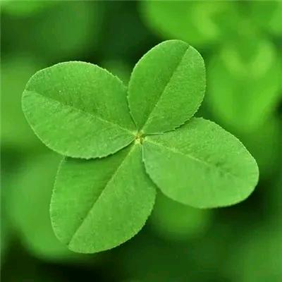 🍀苹果香🍀