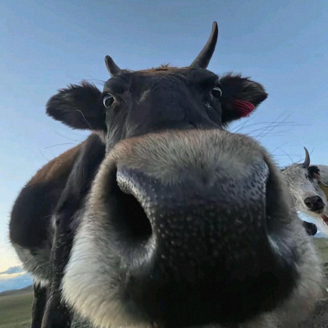 我是钢铁侠（六年之约）