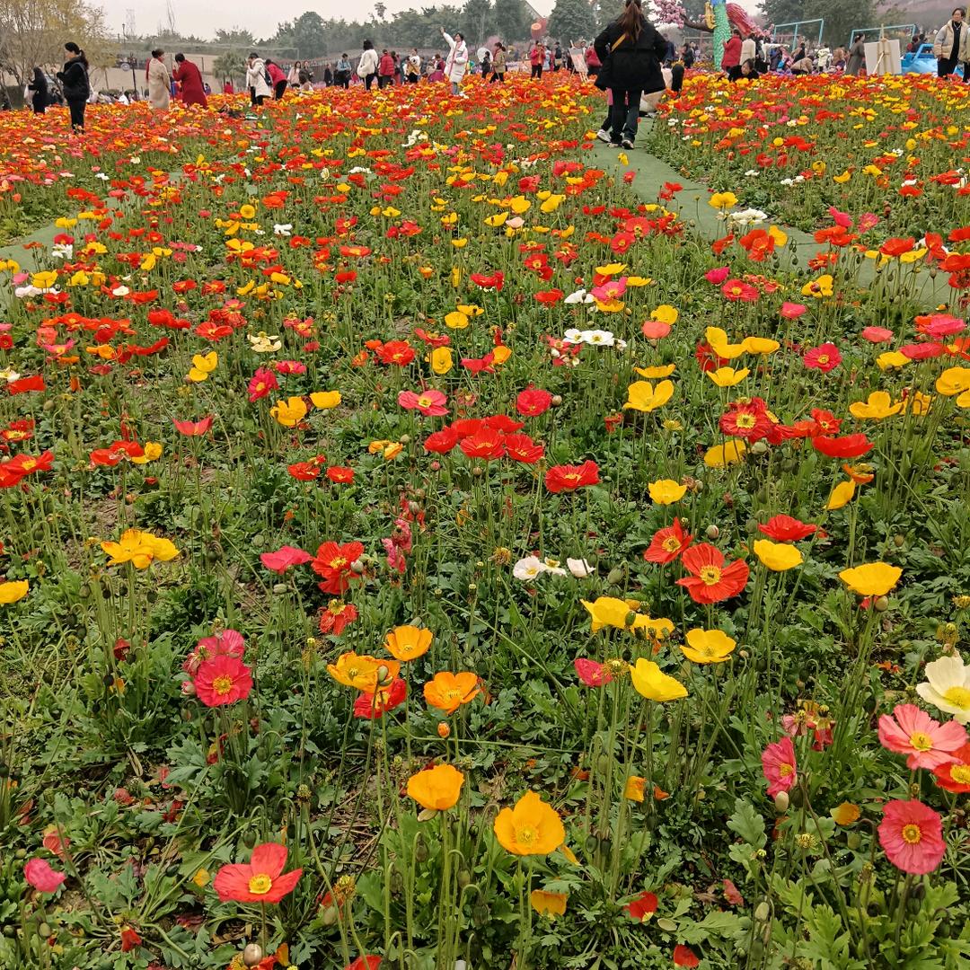 用户3197215405804燕子