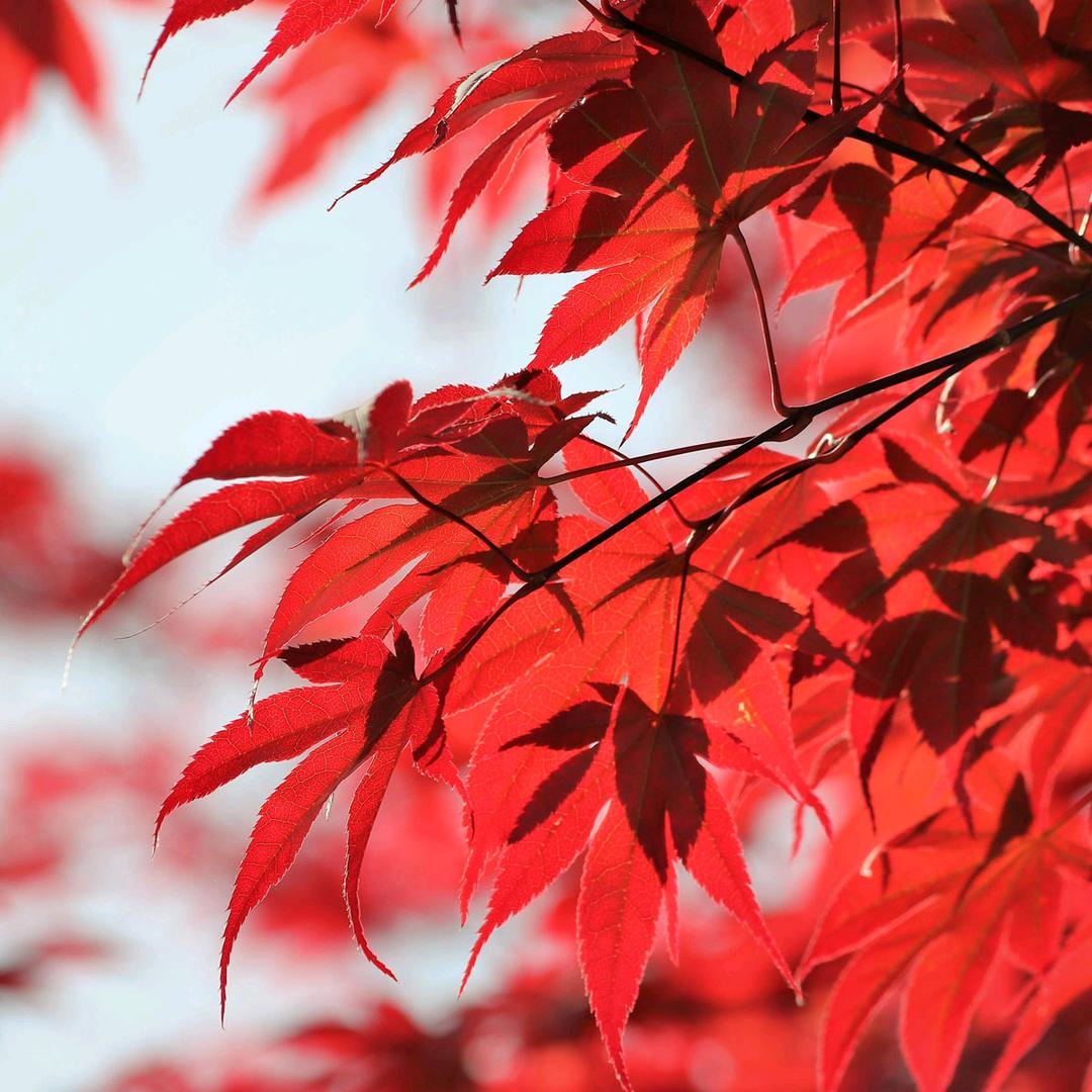 火红的红枫叶🔥