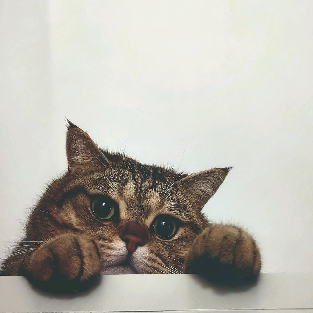 萌奇物语潮玩店