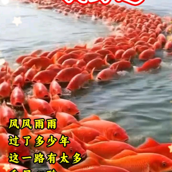 杨飞飞