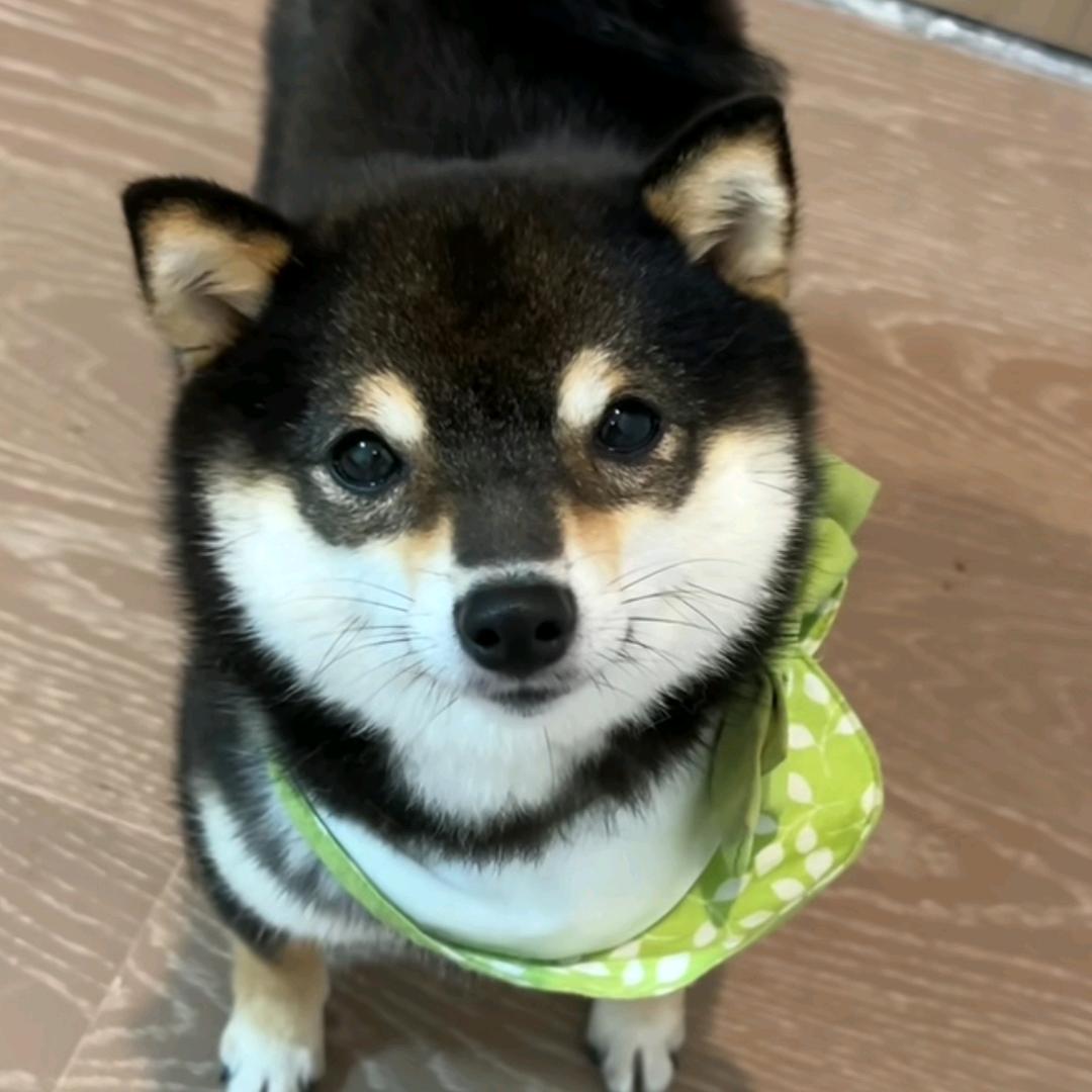 不会游泳的宇.