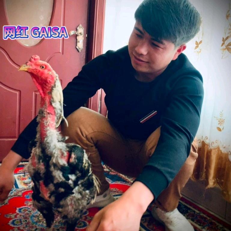 网红改沙·斗鸡👍👍