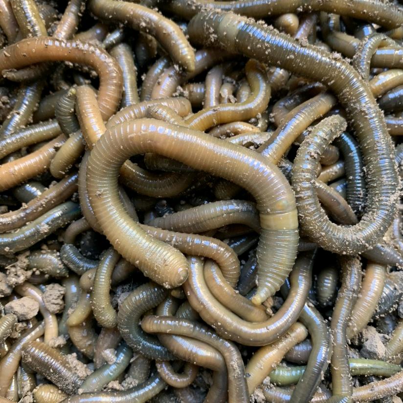 徐州邳州刘氏青蚯蚓养殖基地