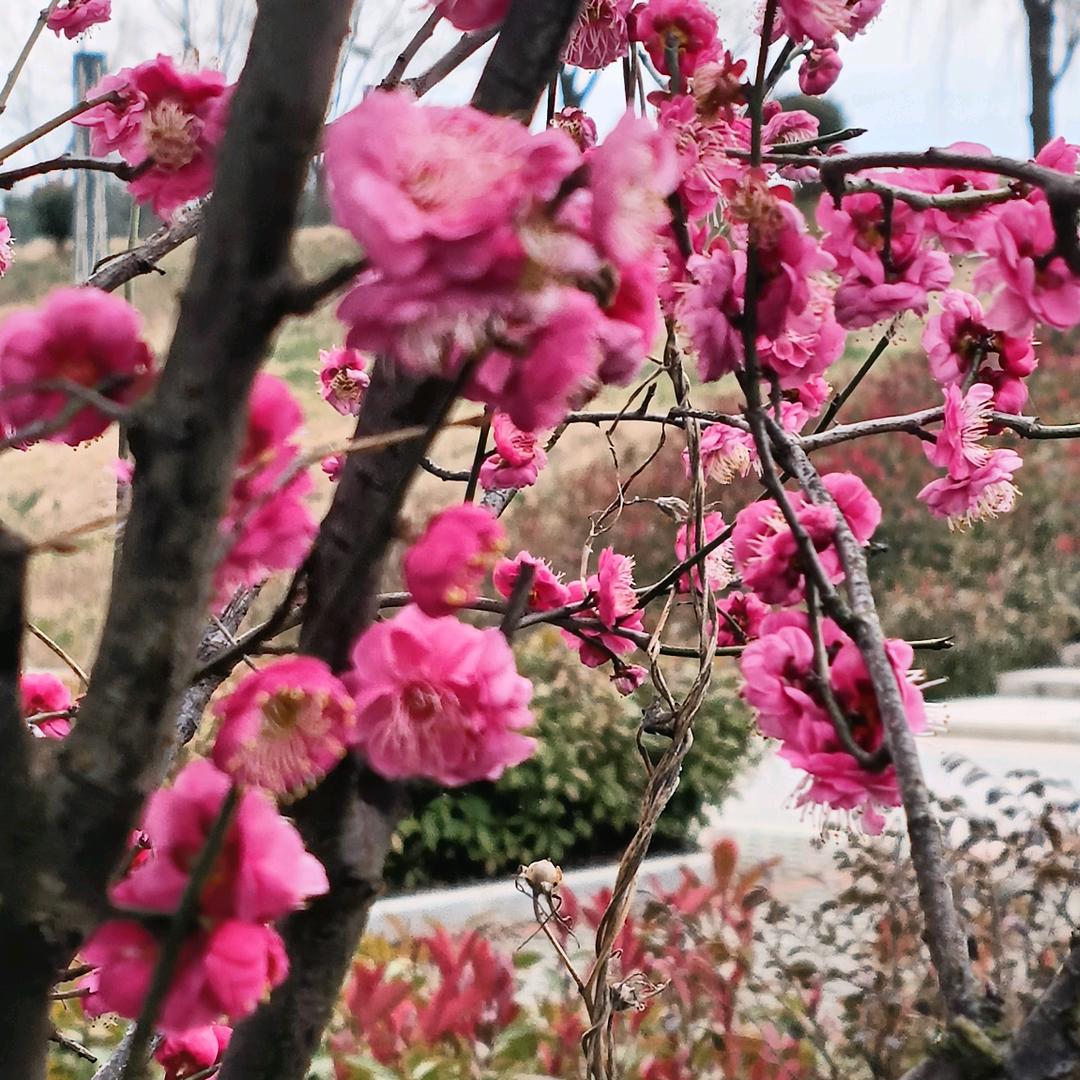一🌹汪🌻情🎋深💖