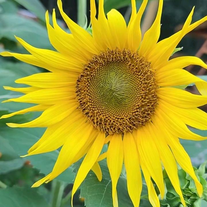 好运来☀