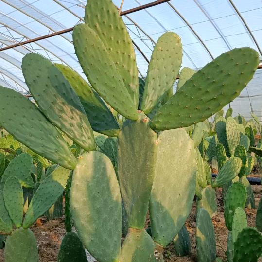 莒县康蔬农副产品种植园