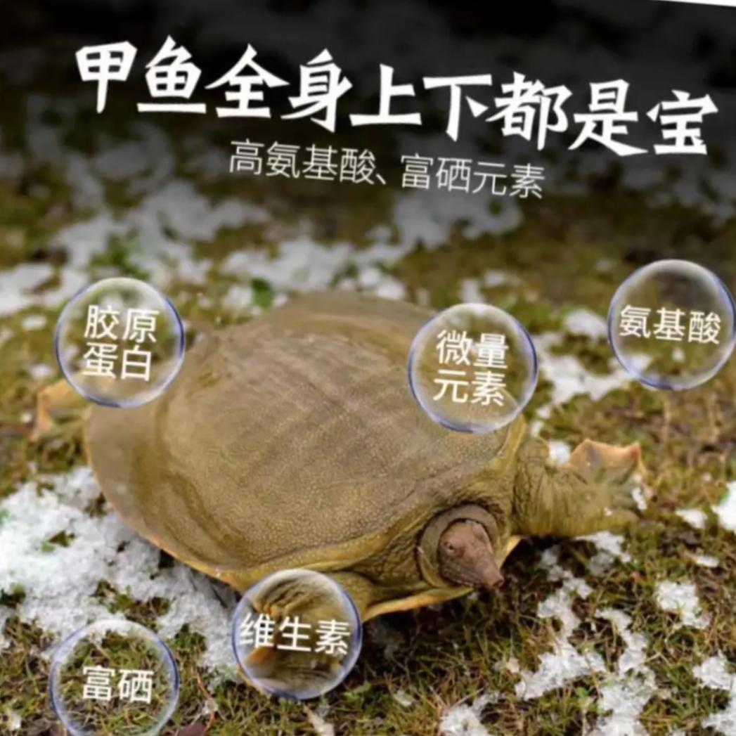 华中甲鱼养殖小陈